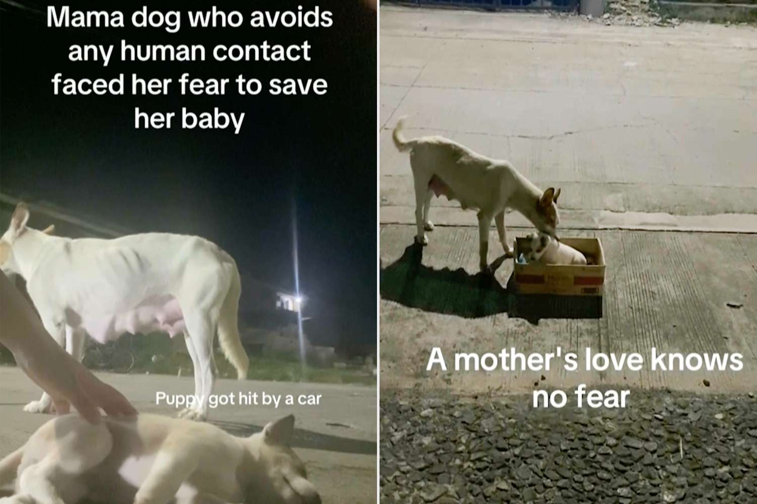 Scared Stray Dog Approaches Kind Stranger for Help After a Car Hits Her