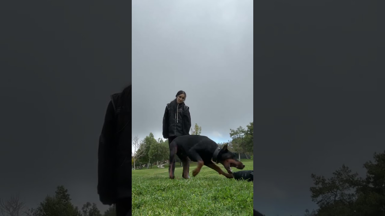 See a smart Doberman master several complex new training tricks