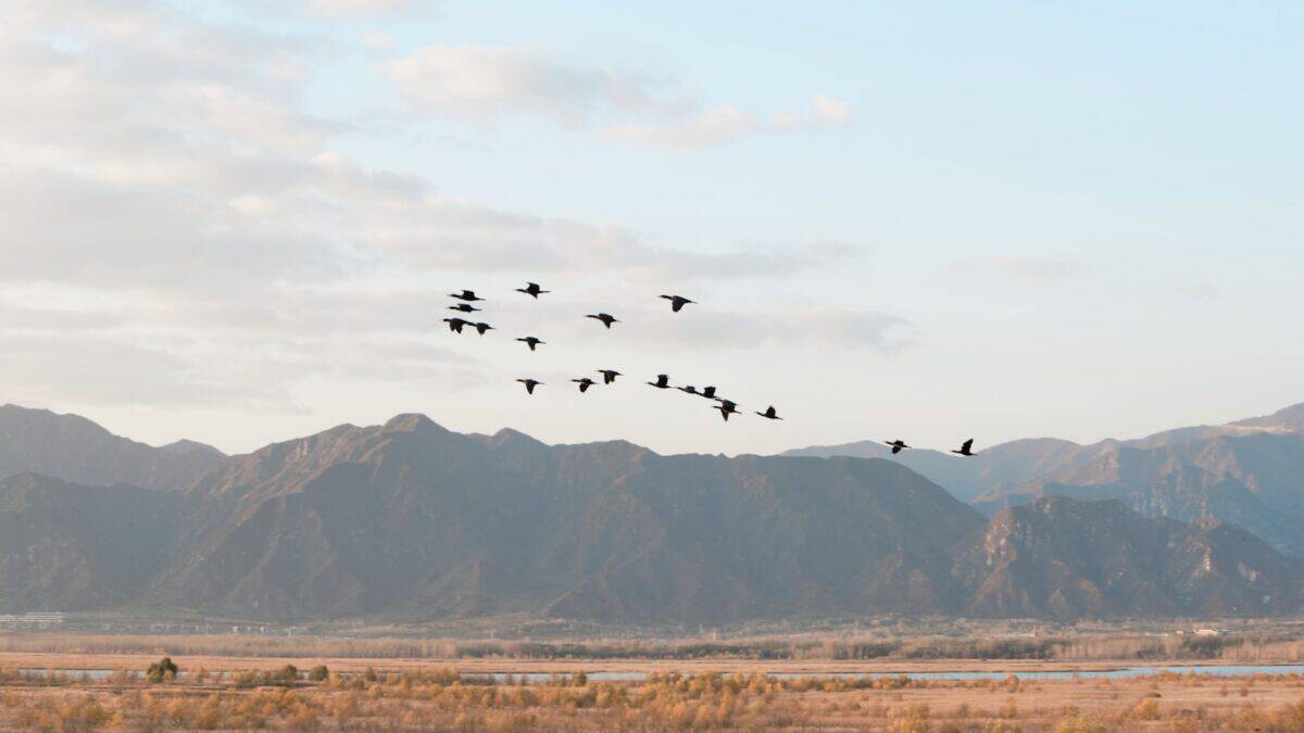 How Birds Navigate Without Maps - AA1AmZqd.img