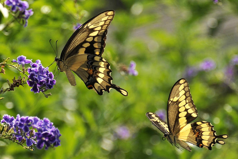 Butterflies in the U.S. are disappearing at a ‘catastrophic’ rate