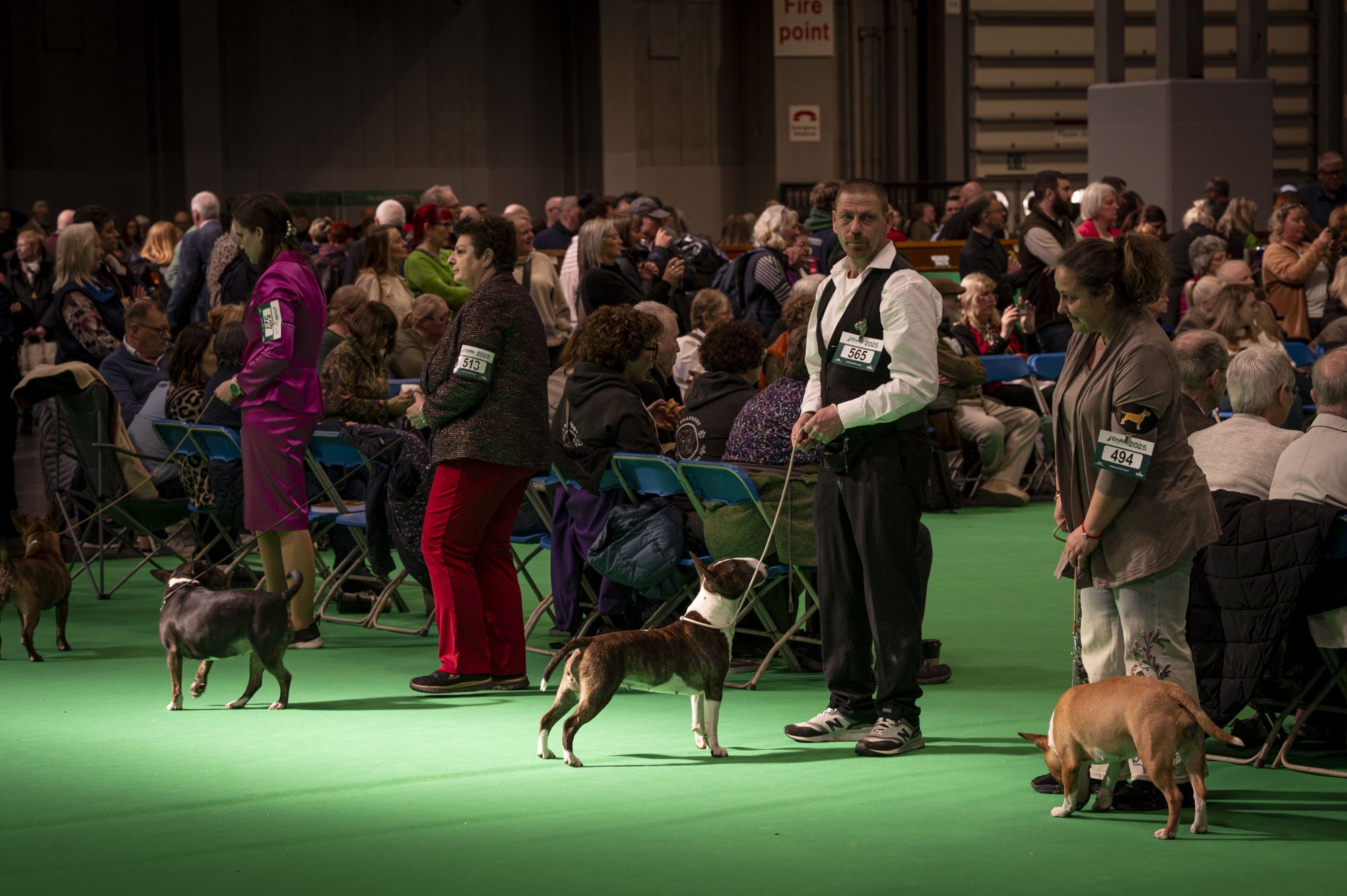 Crufts 2026: How to get tickets to NEC Birmingham dog show including ...
