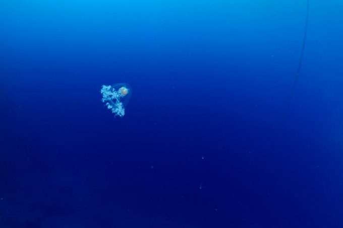 Turritopsis nutricula Turritopsis dohrnii Oceania O. armata immortal underwater