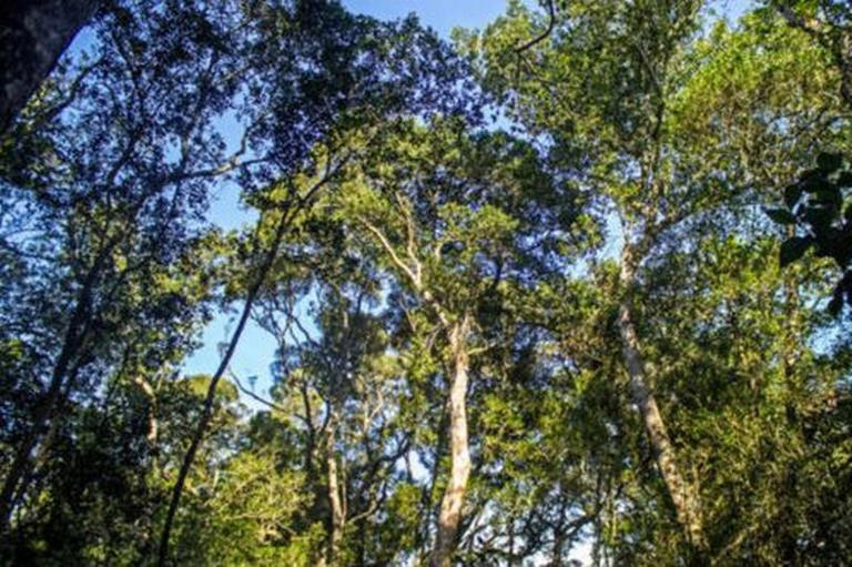 Africa's massive forest the size of Mexico that spans seven different ...