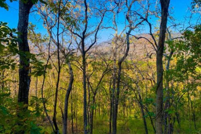 Africa's massive forest the size of Mexico that spans seven different ...