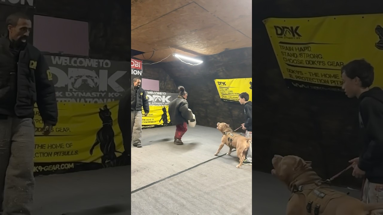 Pit bull defends against two attackers in training demo
