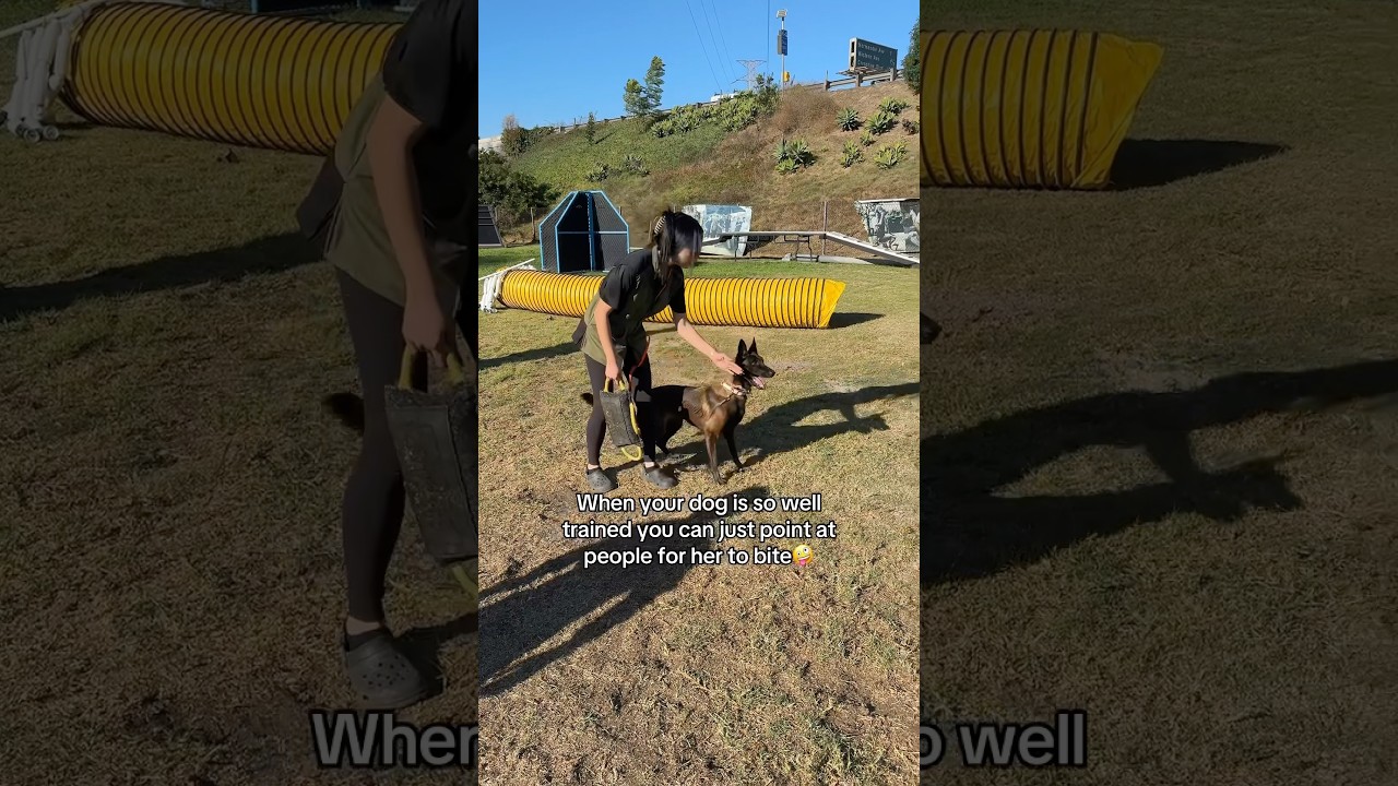 Talented Malinois Shines in Impressive Training Session