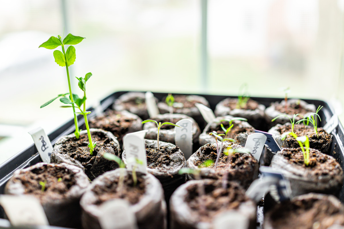 Gardener Shares Helpful Tips When Starting Seeds Indoors