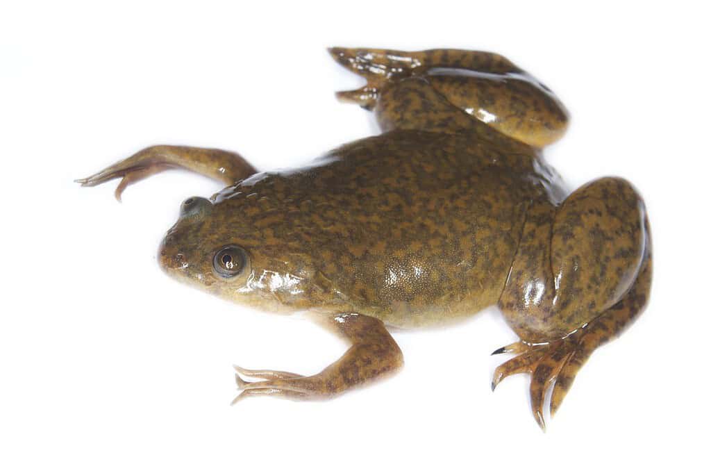Human Urine and Frogs: How a Bizarre Pregnancy Test Helped Unleash a Global Amphibian Crisis