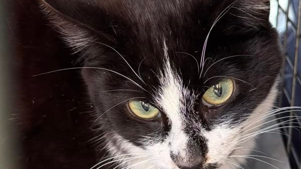 Cat dead following crossbow attack in Redding, reward offered(02)