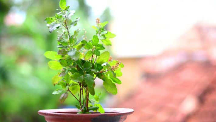Tulsi Plant Care Tips For Summer: गर्मी में ऐसे करें तुलसी के पौधे का  देखभाल, तेज