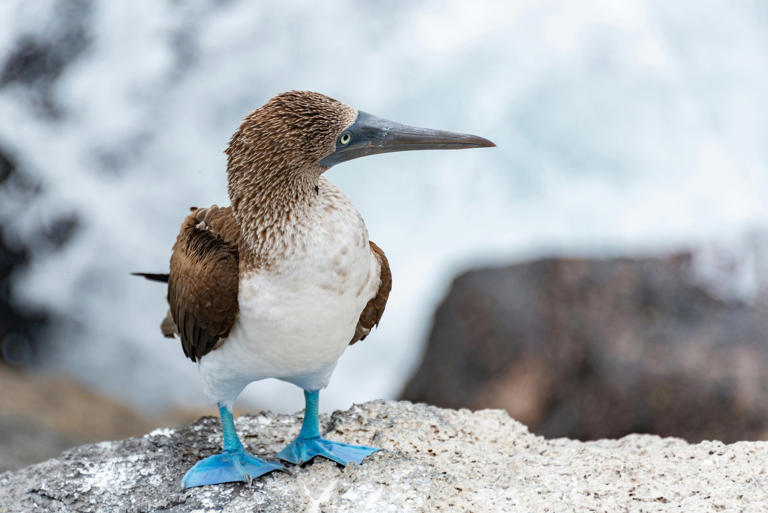 Pájaro bobo de patas azules.Foto: Pexels