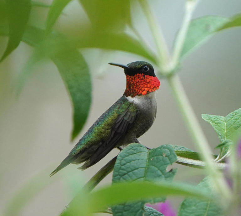When is it time to stop feeding hummingbirds in SC? Hummingbird ...