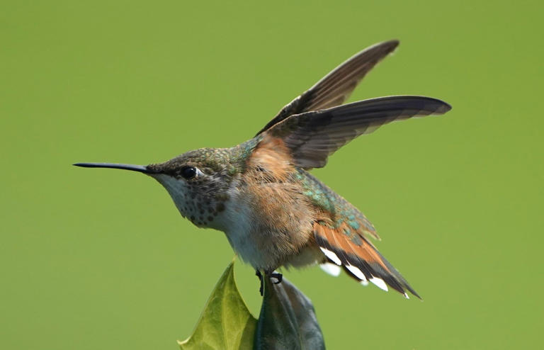 Hummingbird migration 2026: When can we expect to see the birds in NY?
