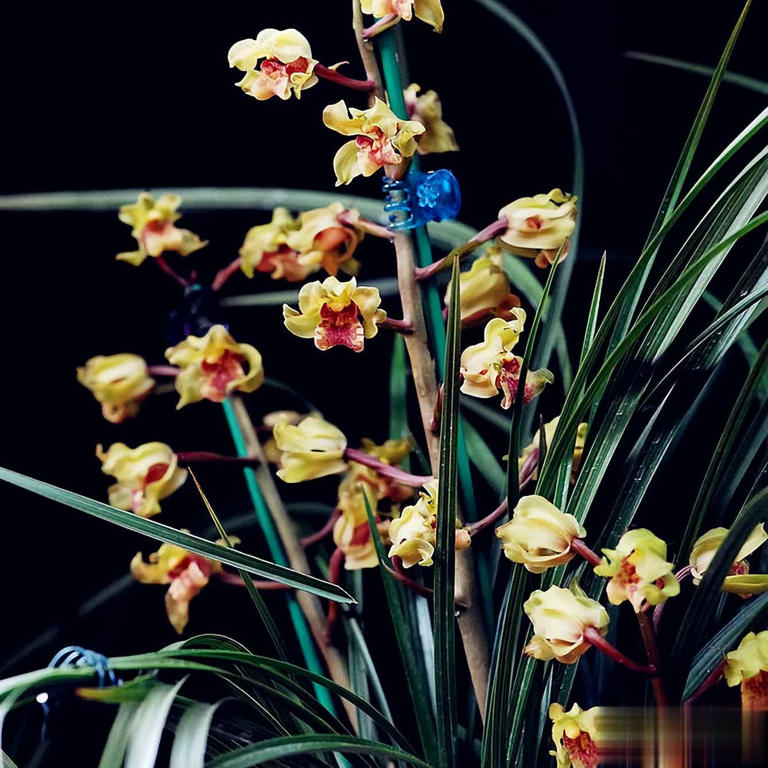 浙江下山造型奇特兰花，竟是难得一见的珍品！