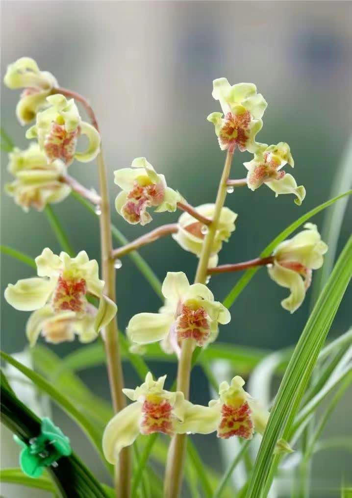 浙江下山造型奇特兰花，竟是难得一见的珍品！