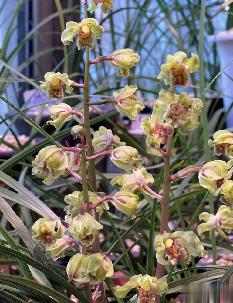 浙江下山造型奇特兰花，竟是难得一见的珍品！