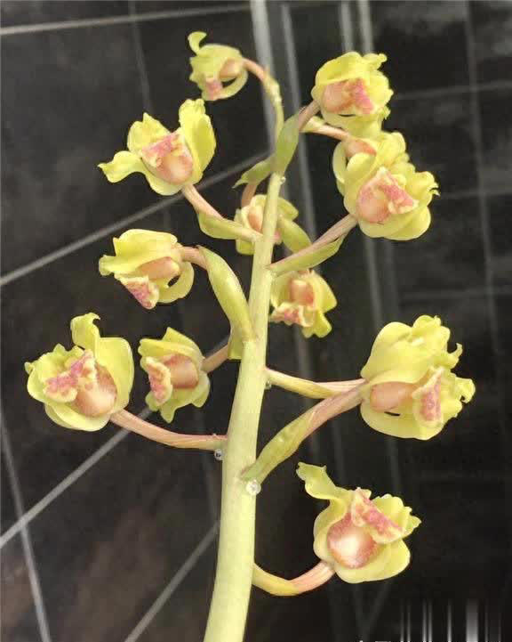 浙江下山造型奇特兰花，竟是难得一见的珍品！ 