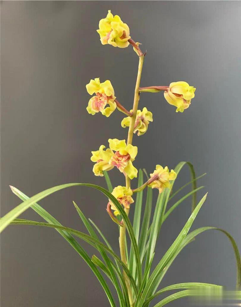 浙江下山造型奇特兰花，竟是难得一见的珍品！