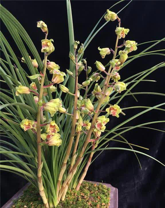 浙江下山造型奇特兰花，竟是难得一见的珍品！