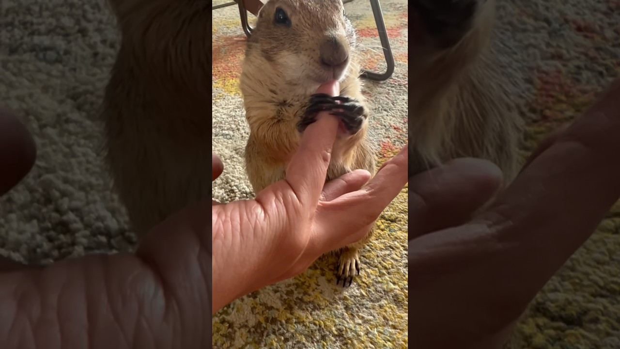 Prairie dog gently preens my hand