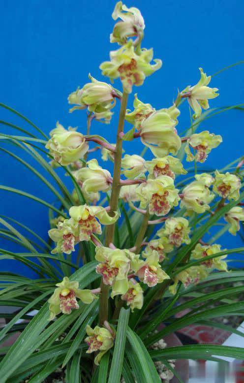 浙江下山造型奇特兰花，竟是难得一见的珍品！