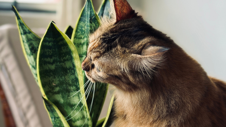 Snake plant toxic to cats
