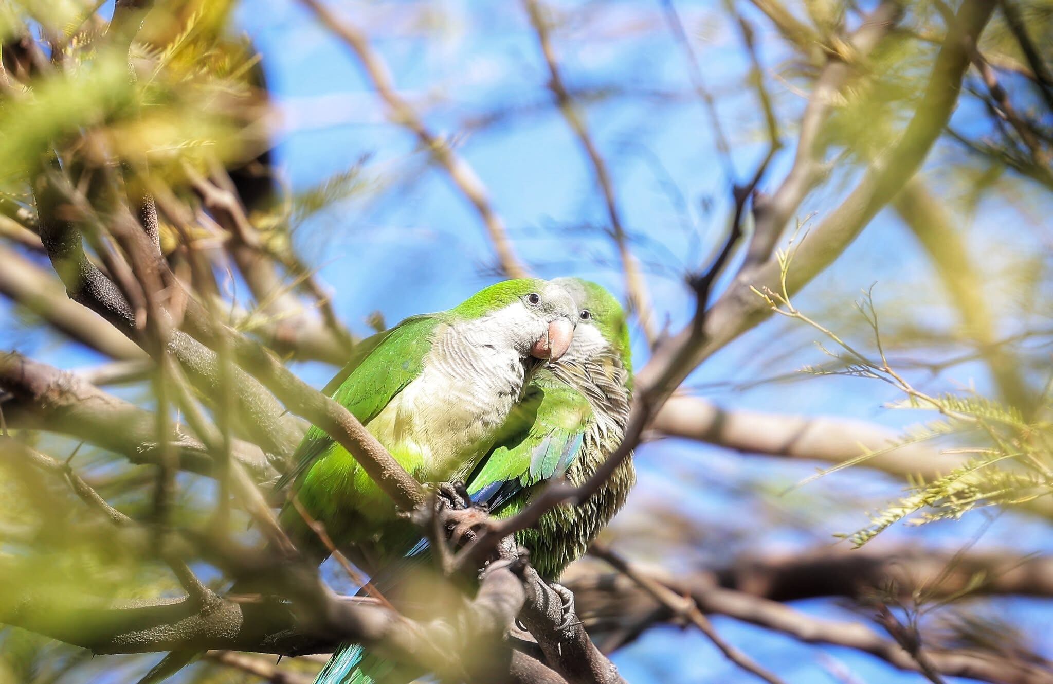 ¿Qué significa que veas cotorras volando cerca de tu casa o jardín?