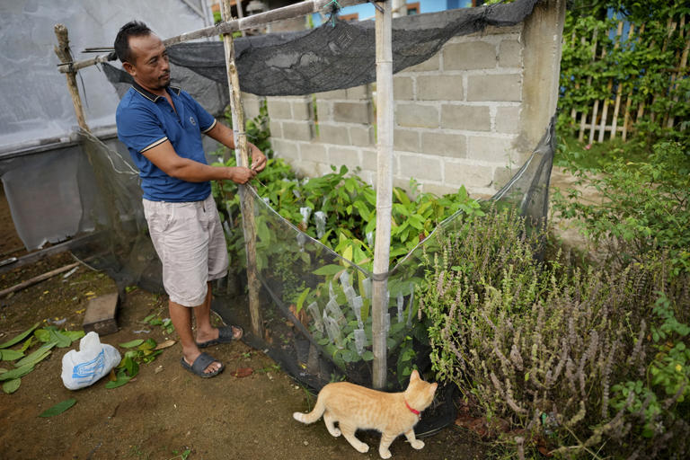 Indonesia's cocoa farmers work with businesses to fight the bitter ...