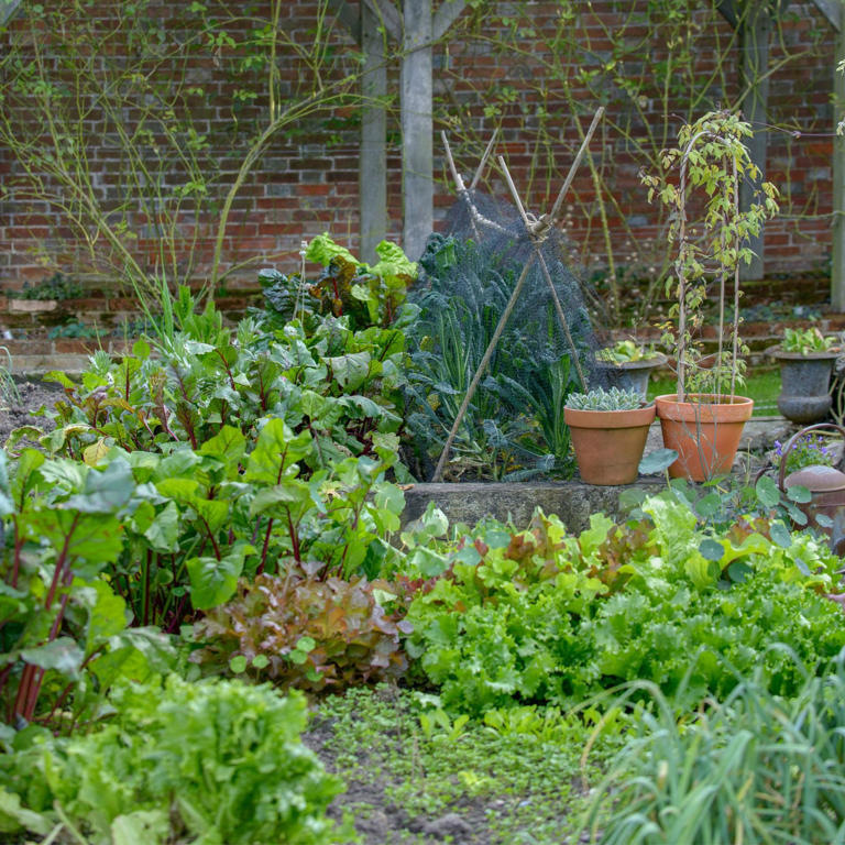 How to do no-dig gardening — experts say this easy and laid-back trend ...