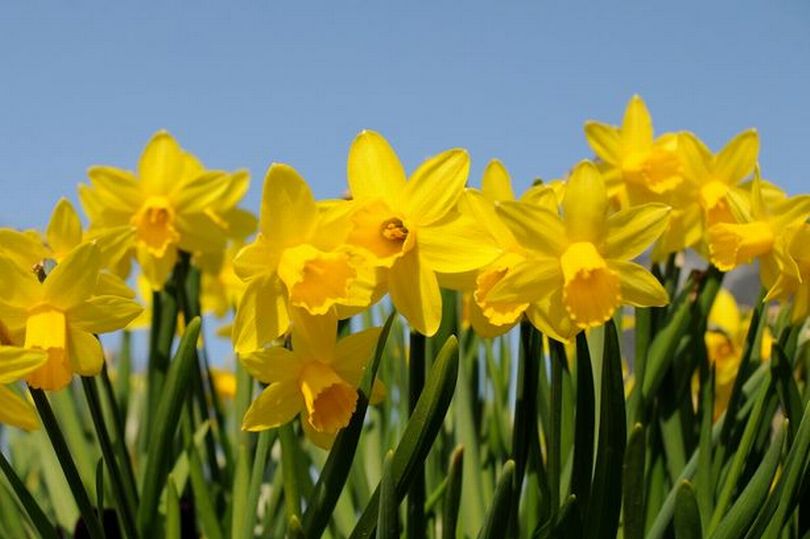 Florist warning on 'hidden danger' of €1.50 supermarket daffodil bouquets