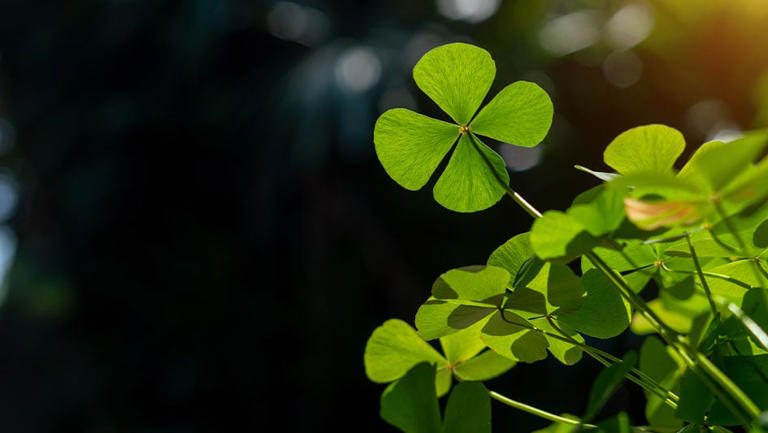 saint patricks day rules