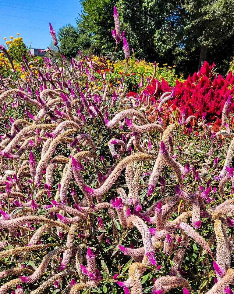 Where to find spring blooms in Raleigh: The best flowers and foliage