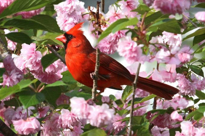 Plant native trees that attract birds