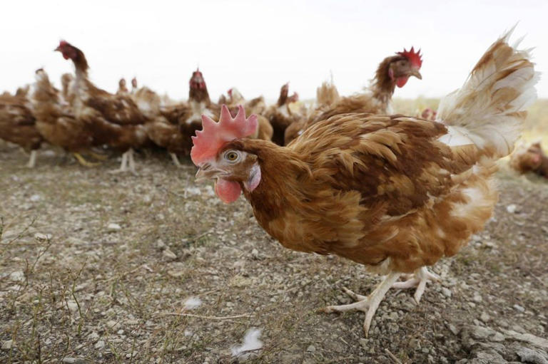 Bird flu detected in Amite County poultry flock