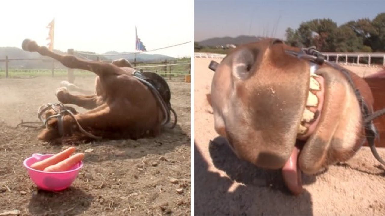 Horse dramatically plays dead to avoid being ridden