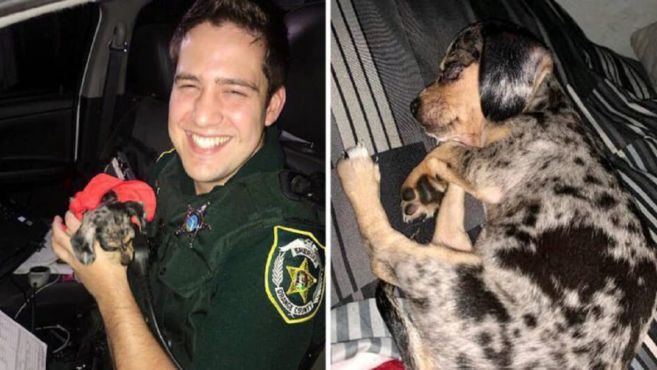 Police officer saves puppy from flooded car during hurricane and ...