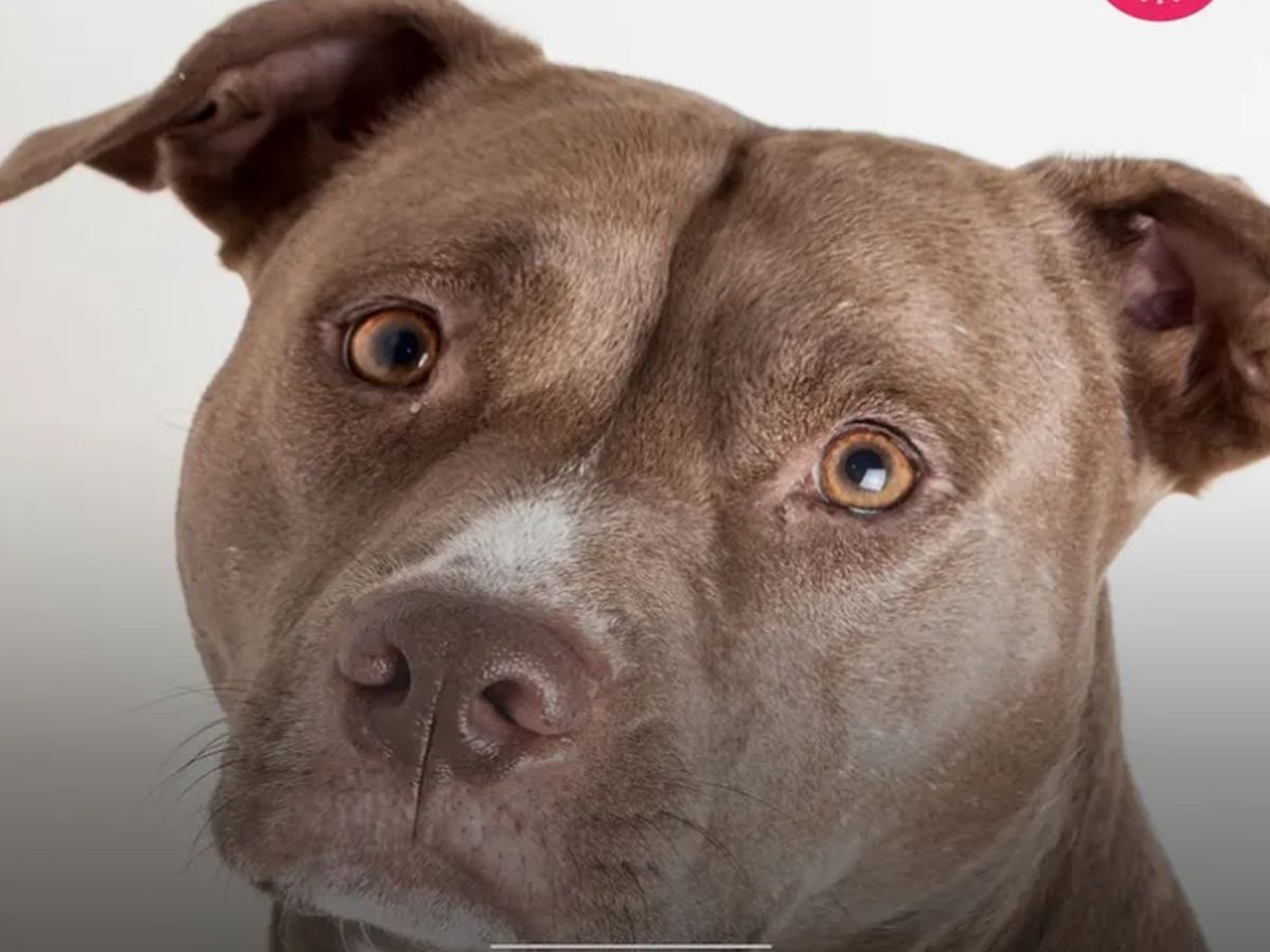 比特犬又闖禍！ 美驚傳狗誤扣扳機擊傷飼主