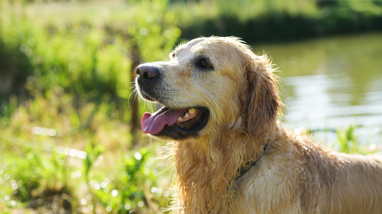 The Best Hunting Dogs for Tracking and Retrieving Game