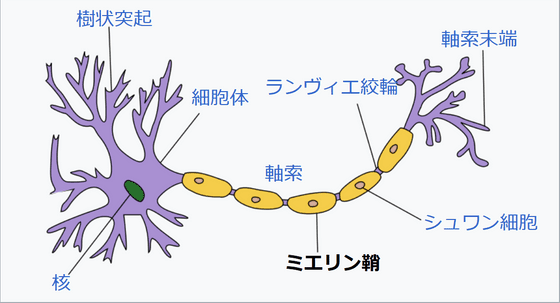 マラソンをすると脳が自分自身を食べることが研究で判明