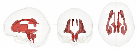 マラソンをすると脳が自分自身を食べることが研究で判明