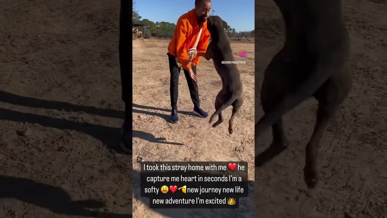 Family begins new journey by adopting a stranded dog