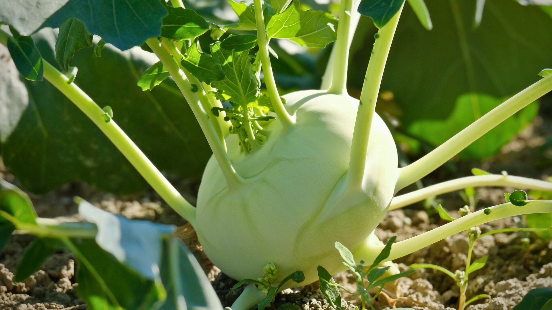 Kohlrabi pikieren: Wann du die Pflänzchen umsetzen solltest