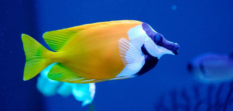 6 Care Tips for Foxface and Rabbitfish