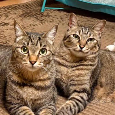 ☆欲張り工房様☆専用！！キジトラ猫ちゃんと黒猫ちゃん ☆欲張り工房様☆専用！！キジトラ猫ちゃんと黒猫ちゃん 盛り上がり