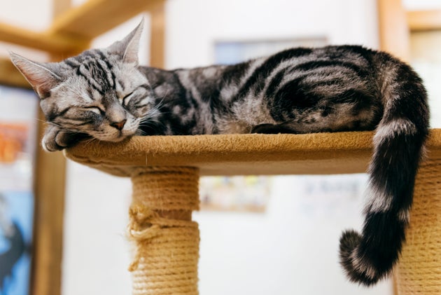 Cat trees are actually really important for cats' well-being, according ...