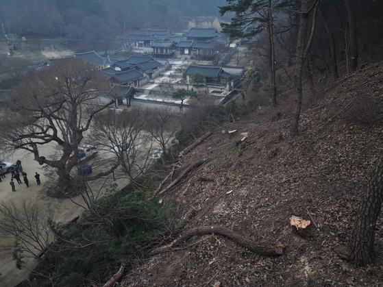26일 경북 안동시 도산서원에서 산불 방어선을 구축하기 위해 경관목을 벌목하고 있다. 연합뉴스