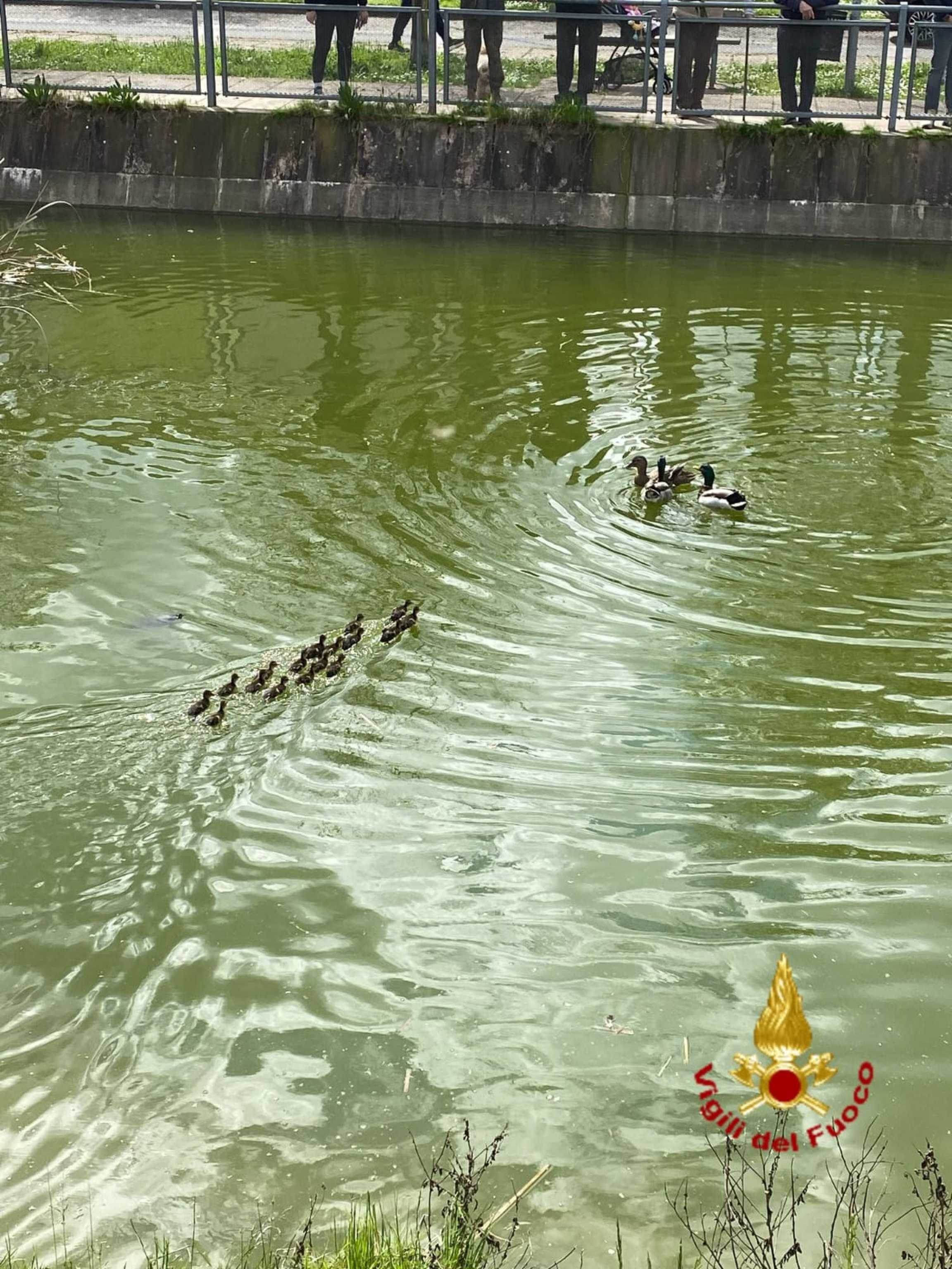 Femmina germano intrappolata con 17 piccolini, intervento vvf