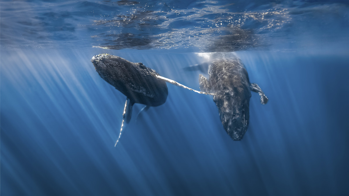 Harrowing Footage Shows Diver’s Encounter With Humpback Whales