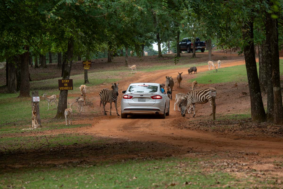 19 Best Things to do in East Texas 33