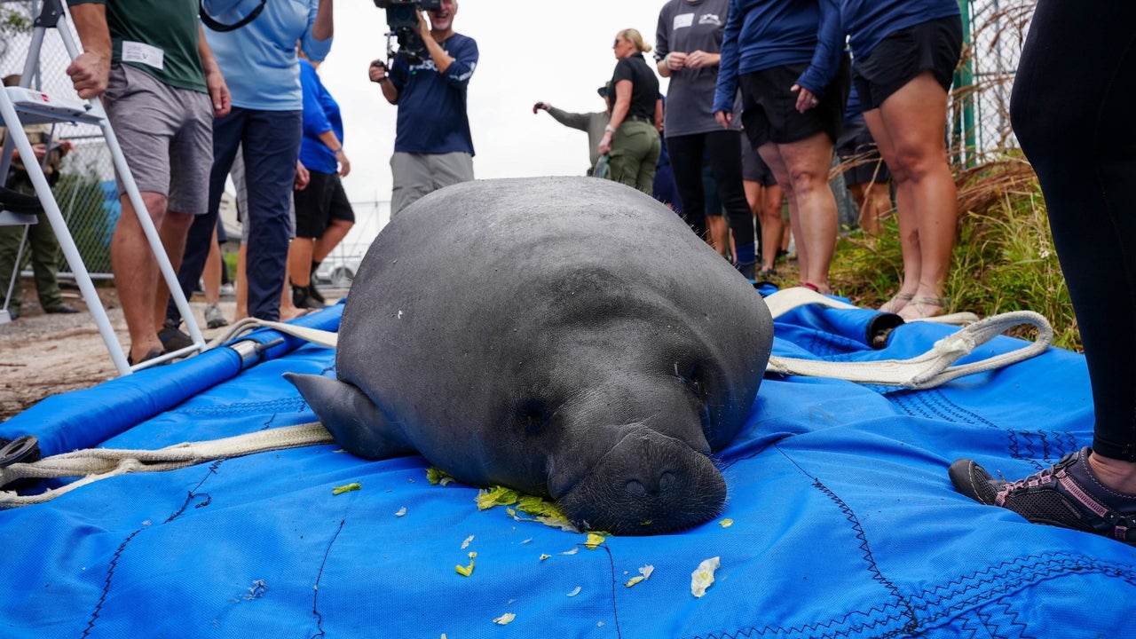 SeaWorld Orlando rescues 1 000th manatee reaches major conservation